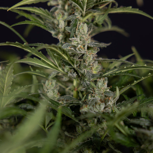 Northern Lights Autoflower (Zamnesia Seeds) Feminizada