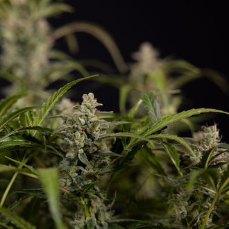 Northern Lights Autoflower (Zamnesia Seeds) Feminizada