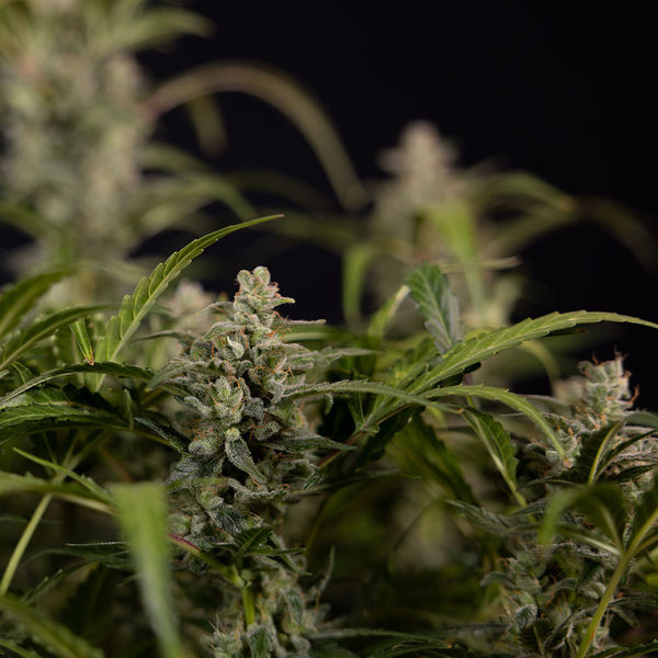 Northern Lights Autoflower (Zamnesia Seeds) Feminizada