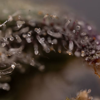 Northern Lights Autoflower (Zamnesia Seeds) Feminizada