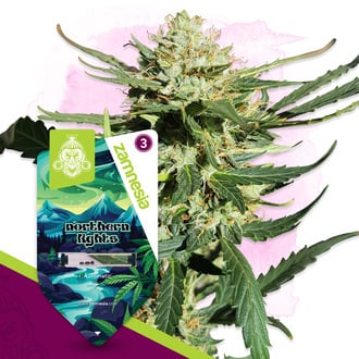 Northern Lights Autoflower (Zamnesia Seeds) Feminizada