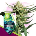 Northern Lights Autoflower (Zamnesia Seeds) Feminizada