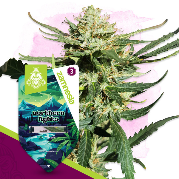 Northern Lights Autoflower (Zamnesia Seeds) Feminizada