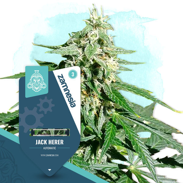 Jack Herer Autoflorescente (Zamnesia Seeds) feminizada