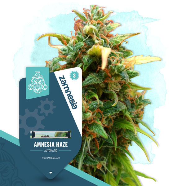 Amnesia Haze Autoflorescente (Zamnesia Seeds) feminizada