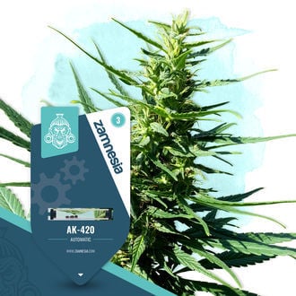 AK-420 Autoflorescente (Zamnesia Seeds) Feminizada