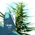 AK-420 Autoflorescente (Zamnesia Seeds) Feminizada
