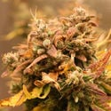 AK-420 Autoflorescente (Zamnesia Seeds) Feminizada