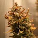 AK-420 Autoflorescente (Zamnesia Seeds) Feminizada