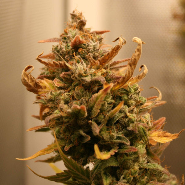 AK-420 Autoflorescente (Zamnesia Seeds) Feminizada