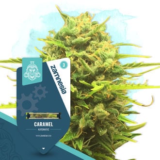 Caramel Autoflower (Zamnesia Seeds) feminizada