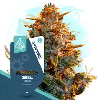Critical Autoflower (Zamnesia Seeds) feminizada