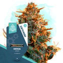 Critical Autoflower (Zamnesia Seeds) feminizada