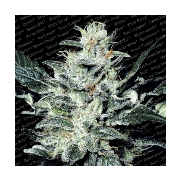 Sensi Star (Paradise Seeds) feminizada