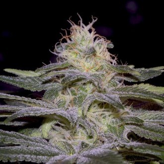 Sensi Star (Paradise Seeds) feminizada