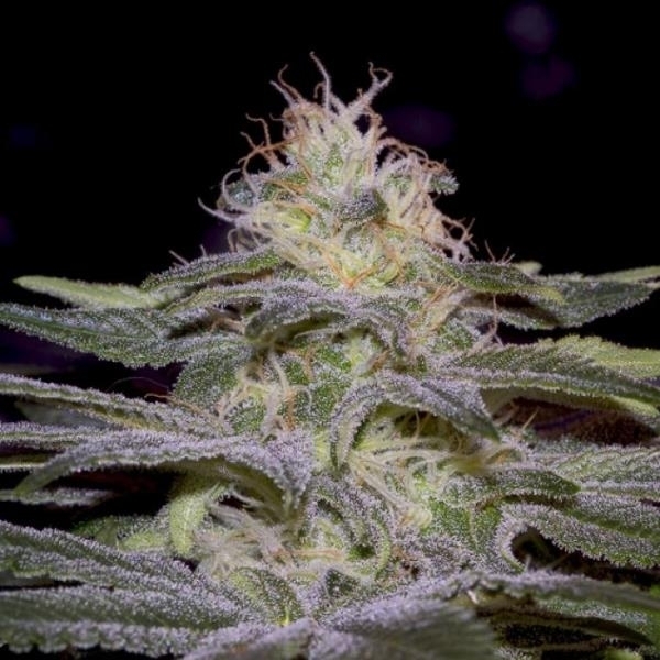 Sensi Star (Paradise Seeds) feminizada