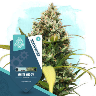 White Widow Autoflorescente (Sementes Zamnesia) feminizada