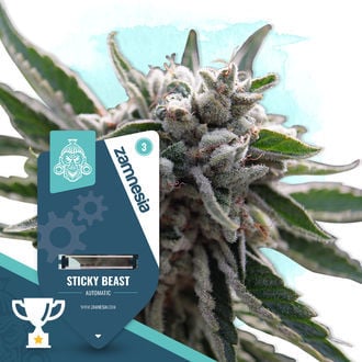 Sticky Beast Autoflower (Zamnesia Seeds) feminizada