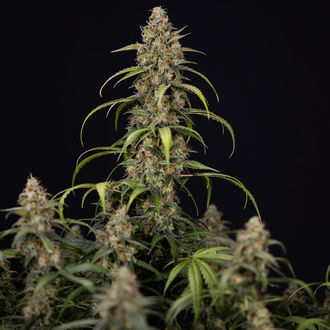 Sticky Beast Autoflower (Zamnesia Seeds) feminizada