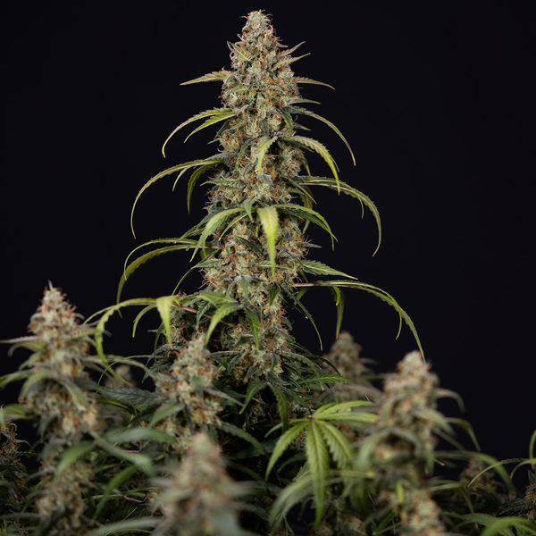 Sticky Beast Autoflower (Zamnesia Seeds) feminizada