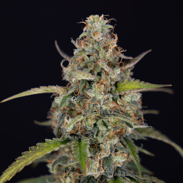 Sticky Beast Autoflower (Zamnesia Seeds) feminizada