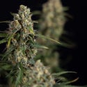 Sticky Beast Autoflower (Zamnesia Seeds) feminizada