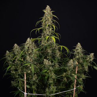 Sticky Beast Autoflower (Zamnesia Seeds) feminizada