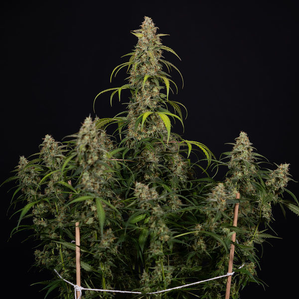 Sticky Beast Autoflower (Zamnesia Seeds) feminizada