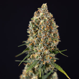 Sticky Beast Autoflower (Zamnesia Seeds) feminizada
