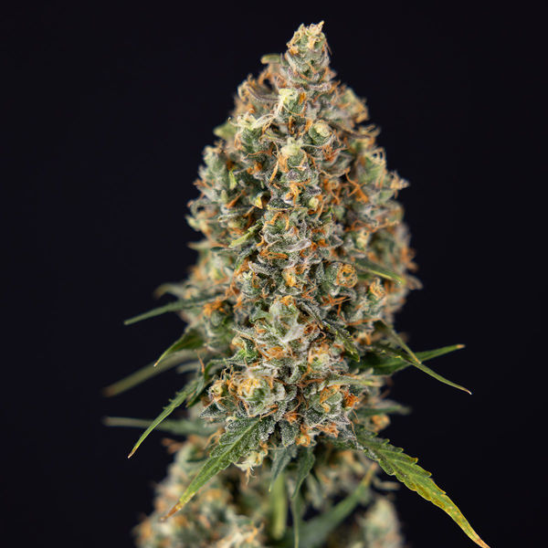 Sticky Beast Autoflower (Zamnesia Seeds) feminizada