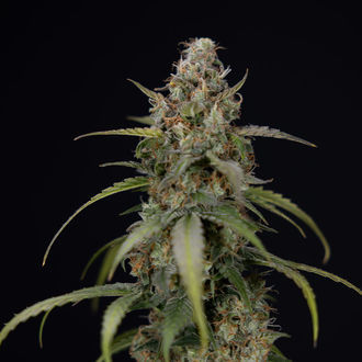 Sticky Beast Autoflower (Zamnesia Seeds) feminizada