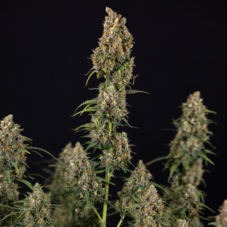 Sticky Beast Autoflower (Zamnesia Seeds) feminizada