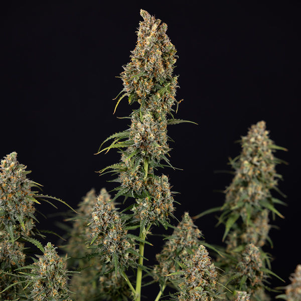 Sticky Beast Autoflower (Zamnesia Seeds) feminizada
