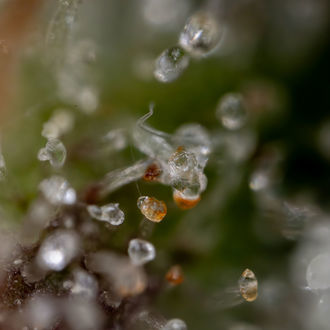 Sticky Beast Autoflower (Zamnesia Seeds) feminizada