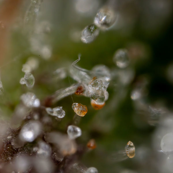 Sticky Beast Autoflower (Zamnesia Seeds) feminizada