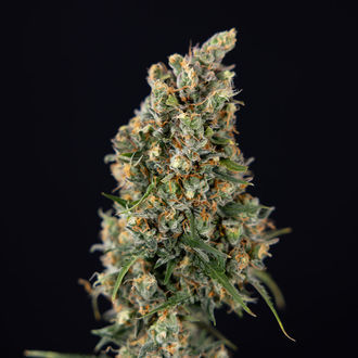 Sticky Beast Autoflower (Zamnesia Seeds) feminizada