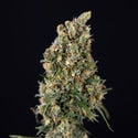 Sticky Beast Autoflower (Zamnesia Seeds) feminizada