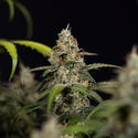 Sticky Beast Autoflower (Zamnesia Seeds) feminizada
