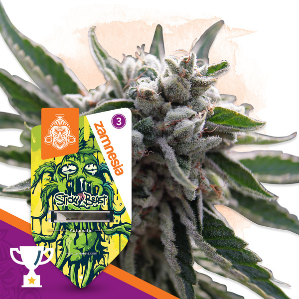 Sticky Beast Autoflower (Zamnesia Seeds) feminizada