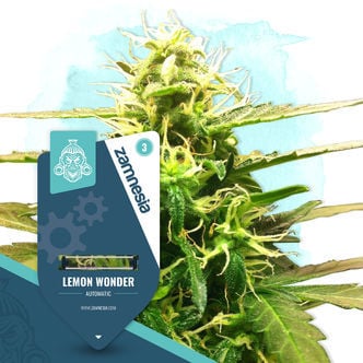 Lemon Wonder Autoflower (Zamnesia Seeds) feminizada