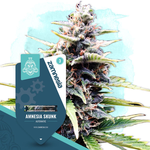 Amnesia Skunk Autoflower (Zamnesia Seeds) feminizada