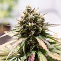 Amnesia Skunk Autoflower (Zamnesia Seeds) feminizada
