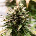 Amnesia Skunk Autoflower (Zamnesia Seeds) feminizada