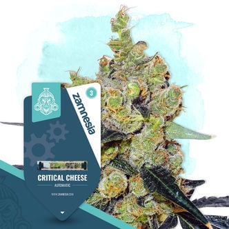 Critical Cheese Autoflower (Zamnesia Seeds) feminizada
