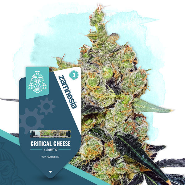 Critical Cheese Autoflower (Zamnesia Seeds) feminizada