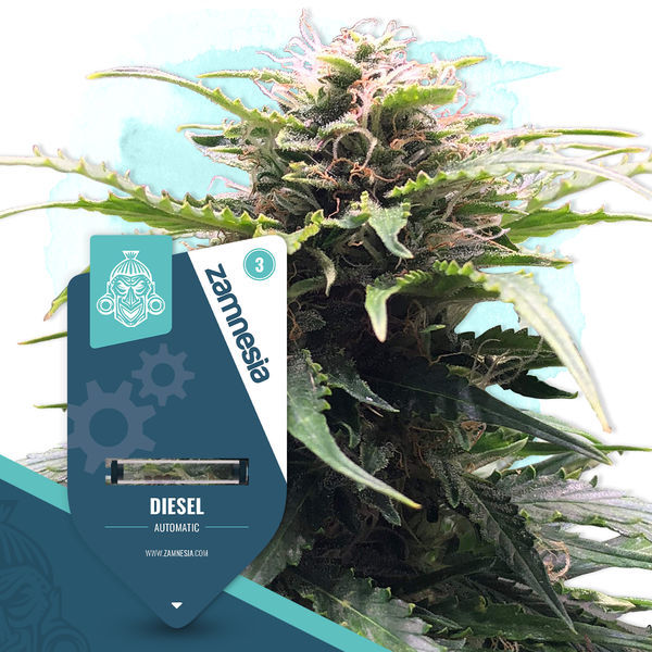 Diesel Autoflower (Zamnesia Seeds) feminizada