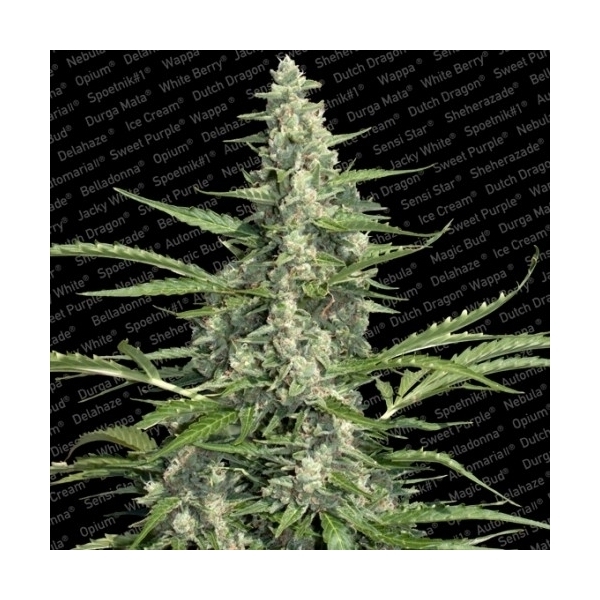 Pandora (Paradise Seeds) feminizada