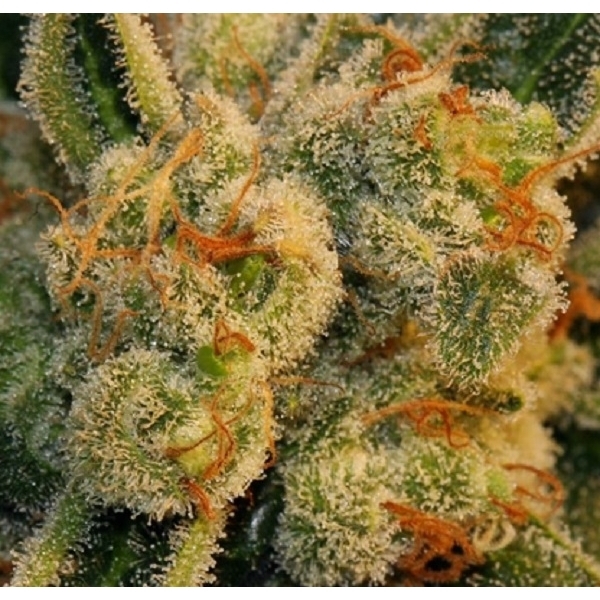 Auto Bubblegum (T.H. Seeds) feminizada