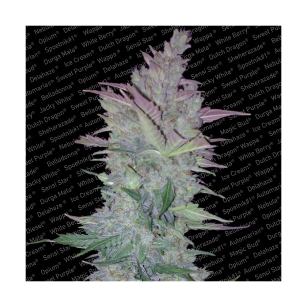 Vertigo (Paradise Seeds) feminizada
