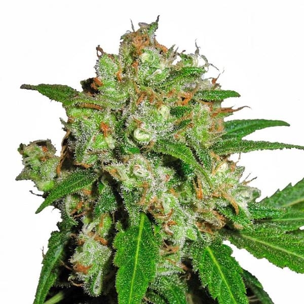 Sensi Skunk (Sensi Seeds) feminizada